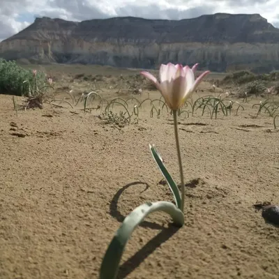 Цветок пустыни, Кэтлин Миллер – скачать книгу fb2, epub, pdf на ЛитРес