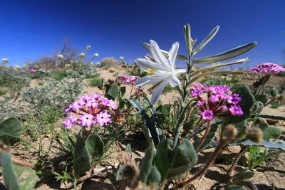 Цветы в пустыне | Пикабу