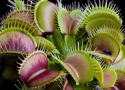 Растения-рекордсмены нашей планеты: интересные факты о растениях - статьи о  растениях