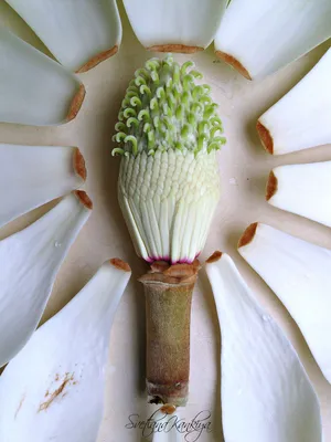 Ботанический разбор цветка Магнолии белой крупноцветковой: Идеи и  вдохновение в журнале Ярмарки Мастеров