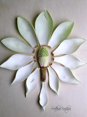 Ботанический разбор цветка Магнолии белой крупноцветковой: Идеи и  вдохновение в журнале Ярмарки Мастеров