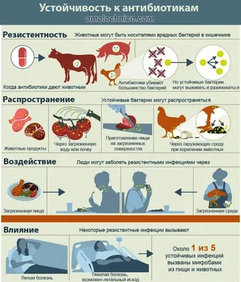 Размножение Пары Ястребов Ранней Весной — стоковые фотографии и другие  картинки Без людей - Без людей, Весна, Ветвь - часть растения - iStock