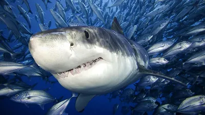Гигантская акула — Википедия