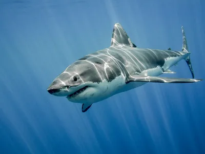 Названы виды акул, которые представляют опасность в Приморье -  Nakhodka.Media