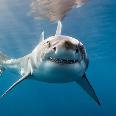 Виды Акул Изолированы — стоковые фотографии и другие картинки Зебровая акула  - Зебровая акула, Изолированный предмет, Калифорнийская тройнозубая акула -  iStock