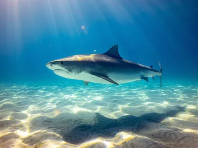 Акулы - хищники океана» — создано в Шедевруме