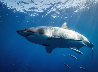 Самые красивые виды акул — фото