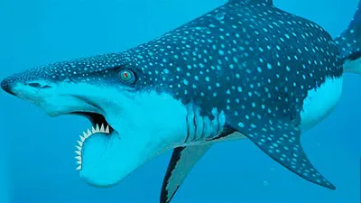 Охота акул: как охотятся акулы