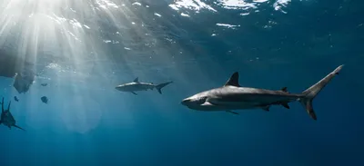 Акулы в Приморье 2022 год: какие виды акул обитают, как спастись от акулы,  что делать, если акула напала - KP.RU