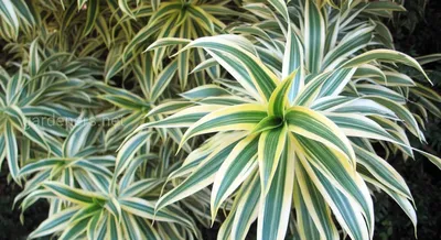 Драцена(Dracaena) | ВКонтакте