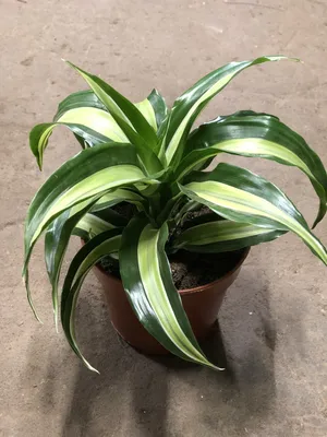 Драцена Маргината 1-2 ствола растение купить Киев Dracaena Marginata