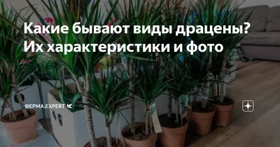 Комнатные цветы и растения : Драцена Маргината - Dracaena Marginata  Multi-Stem