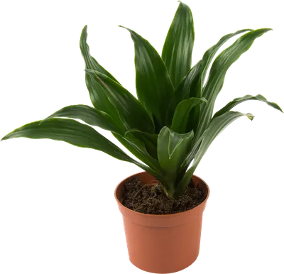 Dracaena. Dracaena leaves turn yellow! We are looking for the reason! -  YouTube