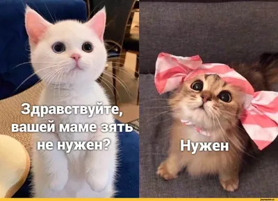Доброе утро: смешные фото с надписями на разные темы - pictx.ru