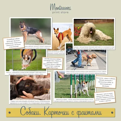 Терьеры: все виды, породы собак с фото и названиями, какие бывают  разновидности
