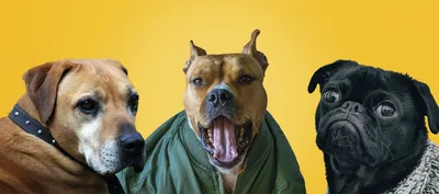 Ультрамилые щенята разных пород собак…» — создано в Шедевруме