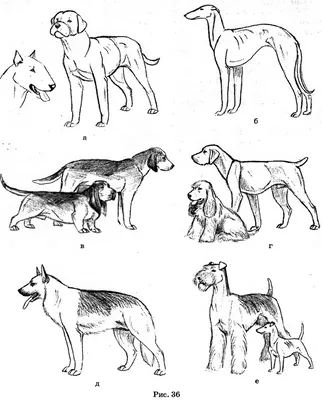 много разных пород собак подряд на белом фоне, виды собак фото, собака,  животное фон картинки и Фото для бесплатной загрузки