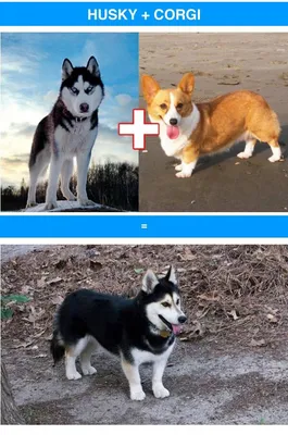 Породы собак — Википедия