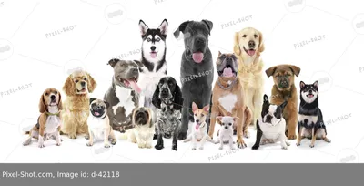 К чему приводит скрещивание собак разных пород (20 фото) | Прикол.ру -  приколы, картинки, фотки и розыгрыши!