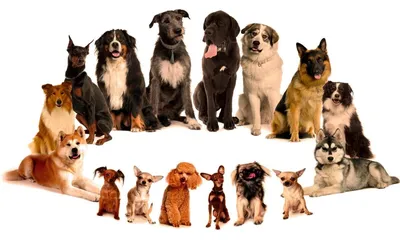 Набор разных пород собак - векторный клипарт