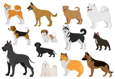 🐾 Почему собаки разных пород разительно различаются, а кошки — нет? | Я —  Кот! | Дзен