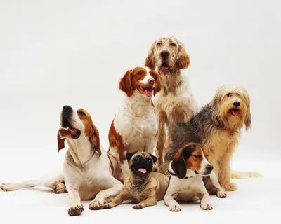 Много разных пород собак сидят и …» — создано в Шедевруме