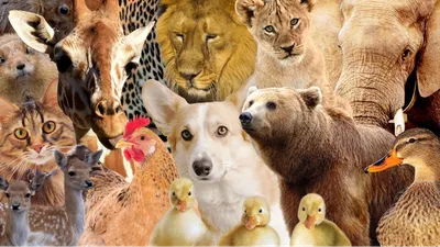 Домашние животные в разных странах | Пикабу