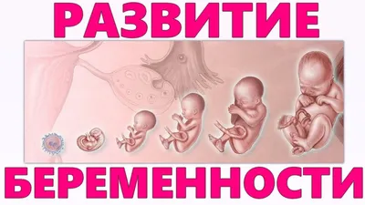 Беременность по неделям | Клиника ведения беременности в Пятигорске