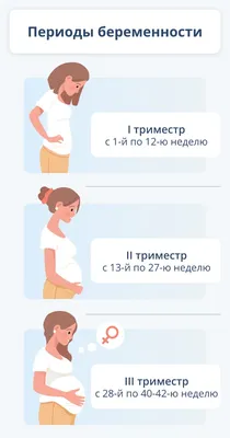 Развитие плода по неделям беременности: вес, рост, расположение, этапы