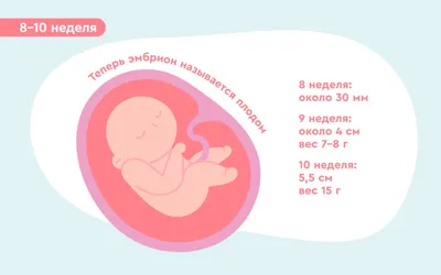 Инфографика: развитие ребенка по неделям - Портал «Домашний | Питание при  беременности, Питание для беременных, Беременность по неделям