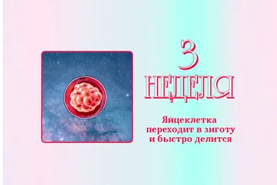 6-й месяц беременности: изменения в женском организме и развитие плода по  неделям – в картинках. - agulife.ru