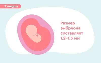 Беременность двойней: особенности протекания, что должна знать будущая мама