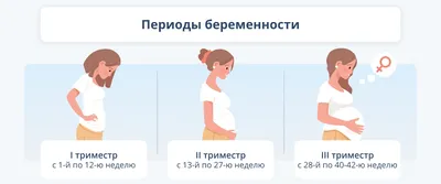 Информация о беременности | Городская поликлиника №3