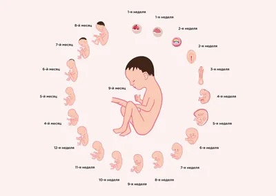 Развитие плода по неделям беременности: вес, рост, расположение, этапы