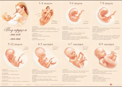 Lifemodels.ru — Материалы против абортов, муляжи, модели эмбрионов