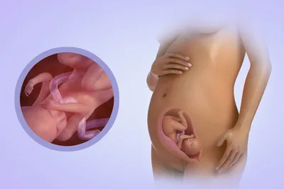 Развитие плода по неделям беременности: таблица, видео, фото - Территория  Красоты и Здоровья!