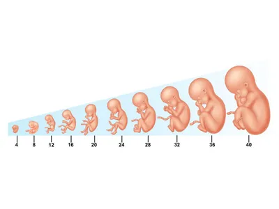 Вес и размер плода по неделям беременности: нормы показателей | Статьи от  Huggies