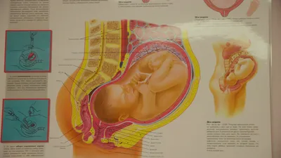 Эмбрион — Википедия