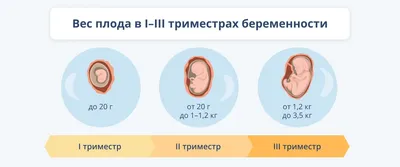 32 неделя беременности: норма веса ребенка, что происходит, шевеления,  развитие плода, УЗИ