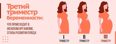 Таблица размеров ребенка во время беременности - kolobok.ua