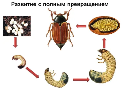 Фазы развития насекомых вредителей