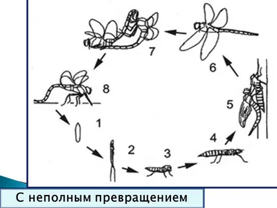 Облако знаний. Многообразие и значение насекомых: отряды с неполным  превращением. Биология. 8 класс