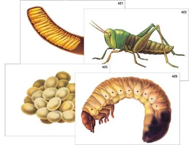 Коллекция «Развитие насекомых с неполным превращением» кабинет биологии  Учебное оборудование Оборудование для кабинета химии Учебное оборудование  для кабинета физики Оборудование для кабинета биологии - ООО Рос-сервис г.  Санкт-Петербург