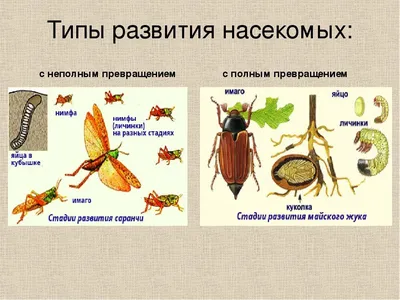 Школьный мир / ОБЩЕЕ ОБРАЗОВАНИЕ / Кабинет биологии / Коллекции в класс  биологии / Коллекция \"Развитие насекомых с неполным превращением\"