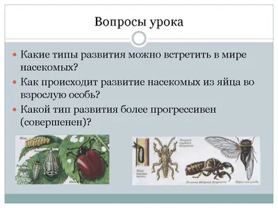 Отряд Стрекозы (Odonata) в Школьном атласе-определителе насекомых (1985) -  Стрекозы