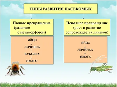 Стрекозы (Odonata) Республики Мордовия | Природа в объективе | Дзен