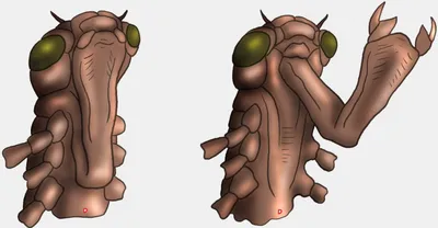 векторная плоская иллюстрация. развитие крылатых насекомых Иллюстрация  вектора - иллюстрации насчитывающей шикарно, листья: 232430196