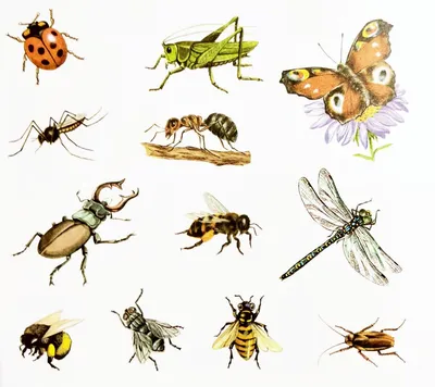 Имитация стрекозы, модель животных, миниатюрная коллекция насекомых,  научная игрушка для раннего развития, искусственные садовые статуи,  декоративный подарок | AliExpress