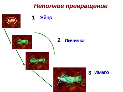 Типы развития насекомых. 7-й класс