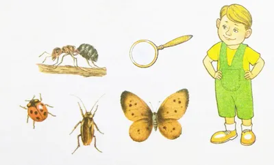 Размножение и индивидуальное развитие насекомых - 3D үлгү - Mozaik  санариптик билим берүү жана окутуу